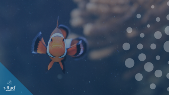 How Finding Nemo is Helping Find Better Ways to Diagnose and Treat Cardiac Disease